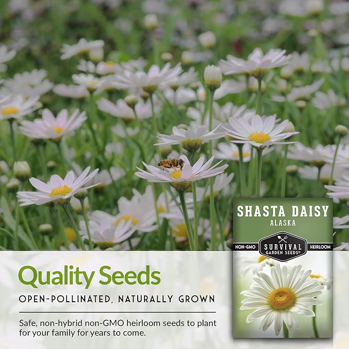 Shasta Daisy Seeds for Planting - Heirloom Perennial White Daisies with Yellow Centers - Classic Flowers for Garden Beds and Cut Flowers - Survival Garden Seeds (5 Pack)