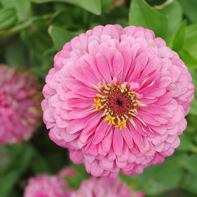 50 Zinnia Flower Seeds for Planting, Perennial Zinnia Flower Seed, Non-GMO Heirloom Zinnias Seeds for Home Garden Outdoor