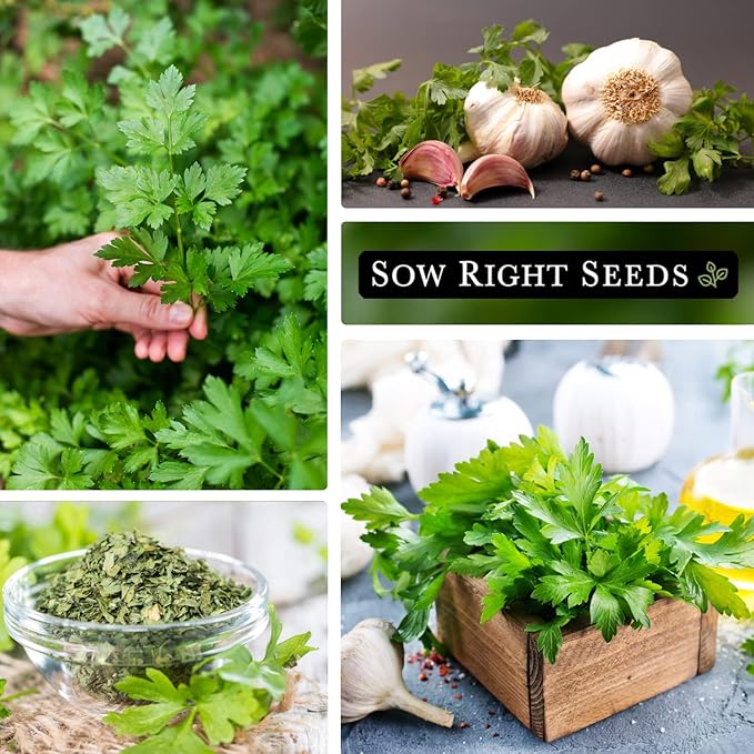 Sow Right Seeds - Flat Leaf Parsley Seed for Planting - Non-GMO Heirloom Packet with Instructions to Plant and Grow a Kitchen Herb Garden - Indoor or Outdoor - Great for Hydroponics Growing (2)