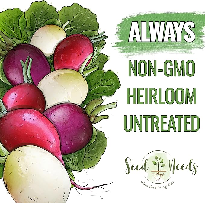 Seed Needs Radish Seeds for Planting Easter Egg Radishes - Non-GMO Heirloom & Untreated - Grow a Home Grown Vegetable Garden - Cool Weather Crops (2 Packs)