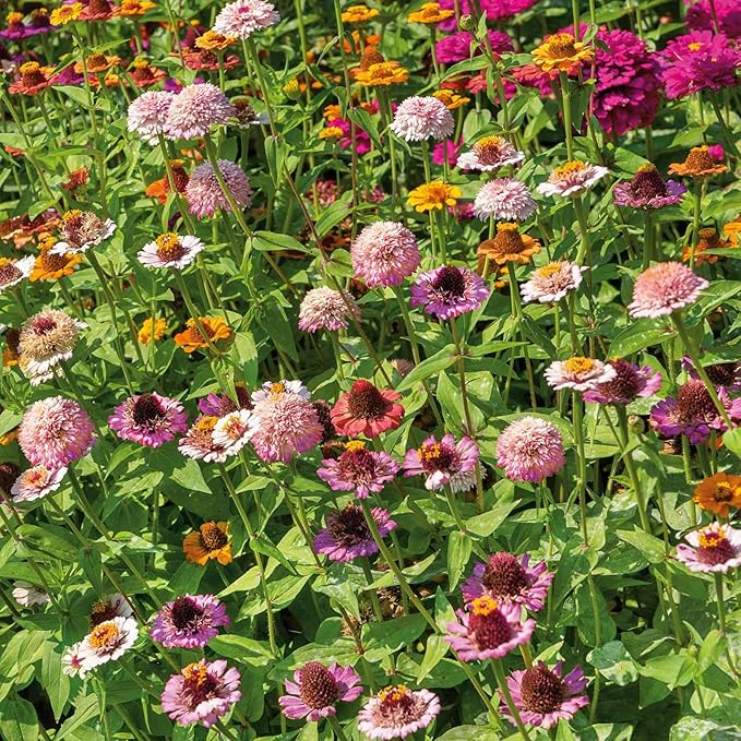 Eden Brothers Zinnia Seeds - Scabiosa Flowered Mix, Non-GMO Seeds for Planting, 1 oz | Low-Maintenance Flower Seeds, Plant During Spring, Zones 3, 4, 5, 6, 7, 8, 9, 10