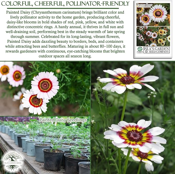 Painted Daisy Flower Seeds (Chrysanthemum carinatum) – 500+ Non-GMO Heirloom Seeds by Isla’s Garden Seeds, Bold Multicolor Blooms, Great for Borders, Pollinator-Friendly, Cottage Gardens