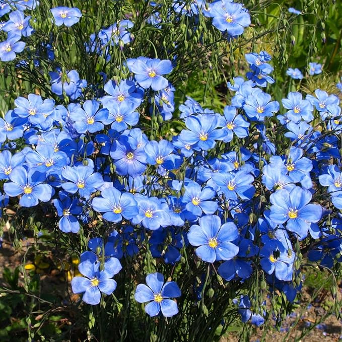 TomorrowSeeds - Blue Flax Wildflower Seeds - 15,000+ Count - For 2026 Planting Linum Perenne Lewis Lavender Sky Blue Prairie Wild Alpine Lint Perennial Garden Wildflower Flower Grow Your Own Home Farm