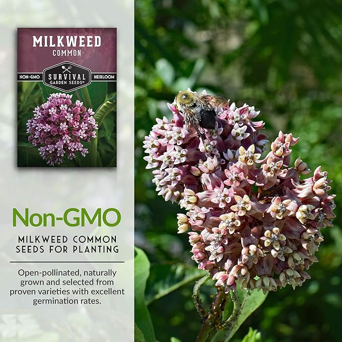 Common Milkweed Seeds for Planting - 1 Packet with Instructions Grow Asclepias Syriaca Wildflowers - Attract Monarch Butterflies & Help Conservation Non-GMO Heirloom Variety - Survival Garden Seeds