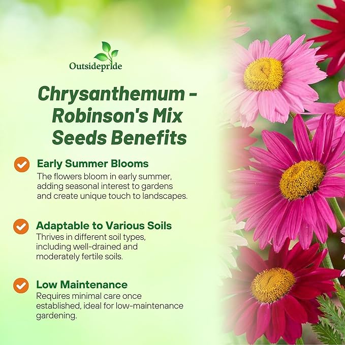 Outsidepride Robinson's Mix Chrysanthemum Seeds - 5000 Pcs. Perennial, Drought Tolerant Flower Seeds for Planting in Pollinator Gardens, Cut Flowers & Low Maintenance Landscaping