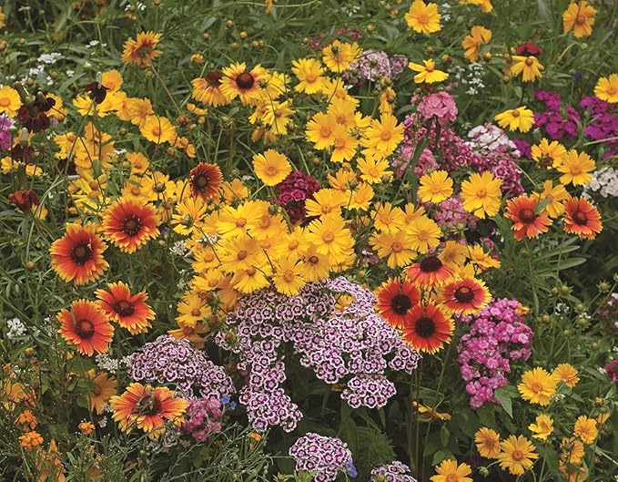 Earth Science Shady Wildflower Mix -2lb- 3-in-1 Formula with Premium Wildflower Seeds, Plant Food and Soil Conditioners - Non-GMO, Natural Ingredients
