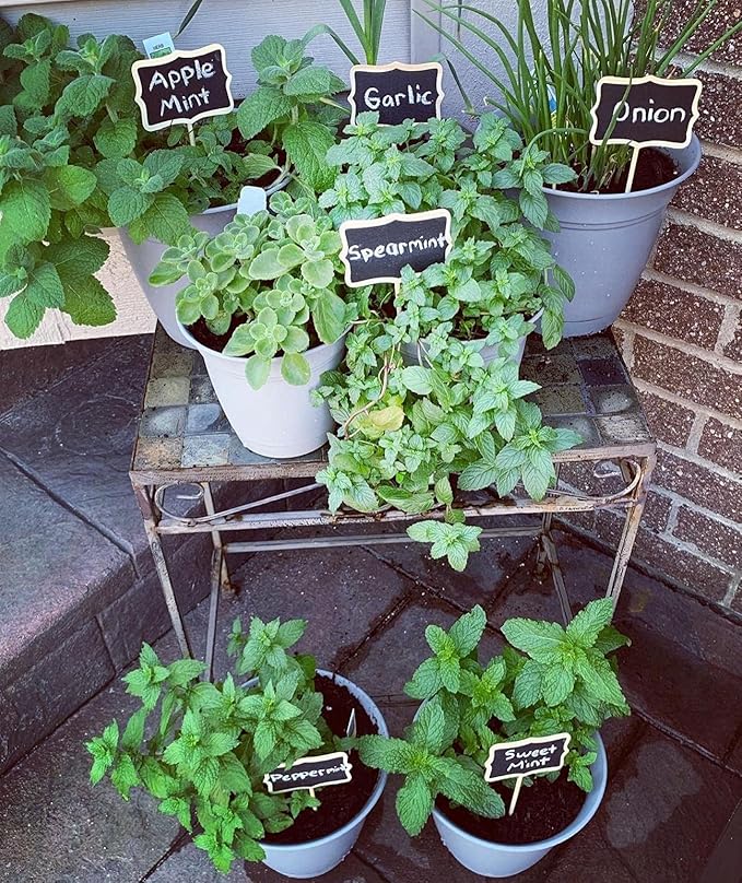 KINGLAKE 20 Pcs Wood Chalkboard Plant Tag, Wooden Stakes Plant Labels Blackboard Garden Tags