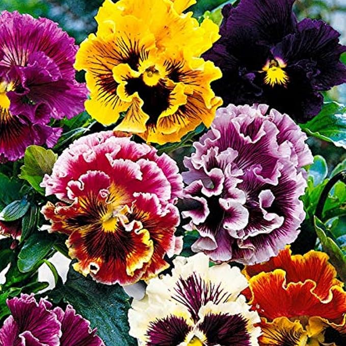 350+ Ruffle Pansy Seeds for Planting - Viola Pansy Seeds Non-GMO Heirloom Flower Seeds Attract Butterflies & Open Pollinated