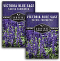 Survival Garden Seeds - Victoria Blue Sage Seed for Planting - 2 Packets with Instructions to Plant and Grow Mealycup Sage or Salvia Farinacea in Your Home Vegetable Garden - Non-GMO Heirloom Variety