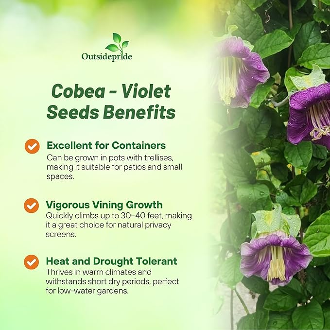 Outsidepride Violet Cobea Cup and Saucer Vine Seeds - 100 Pcs Perennial Climbing Vine Flower Seeds with Lush Foliage & Large Flowers That Attract Pollinators, for Fences, Trellises, or Walls