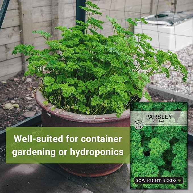 Sow Right Seeds - Curly Leaf Parsley Seed for Planting - Non-GMO Heirloom Packet with Instructions to Plant and Grow a Kitchen Herb Garden - Indoor or Outdoor - Great for Hydroponics Growing (3)