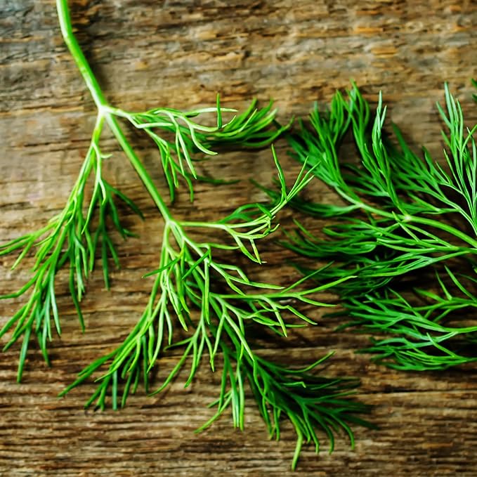 Seed Needs Dill Seeds for Planting Bouquet Herbs - Non-GMO Heirloom & Untreated Herb Seed to Plant a Home Grown Indoor/Outdoor Garden (1 Pack)