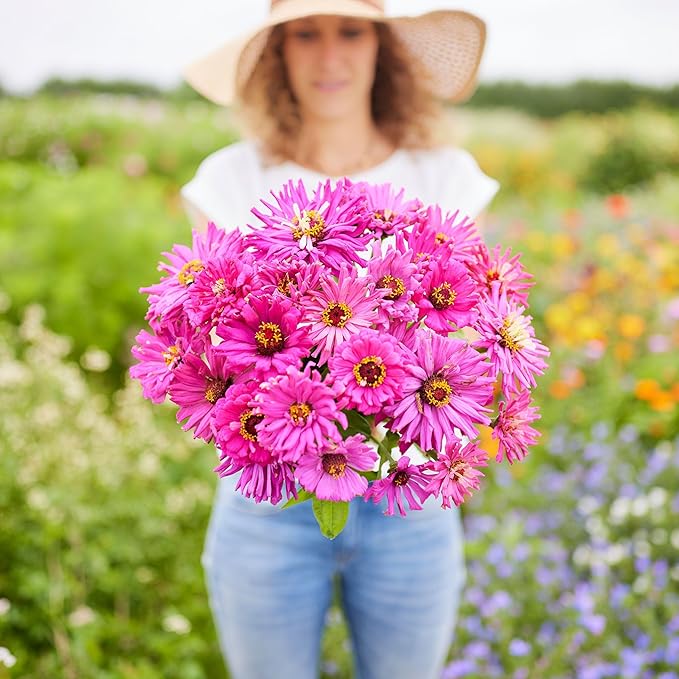 Eden Brothers Zinnia Seeds - Super Cactus Lilac Emperor, Non-GMO Seeds for Planting, Packet | Low-Maintenance Flower Seeds, Plant During Spring, Zones 3, 4, 5, 6, 7, 8, 9, 10