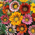 300 Gazania Seeds Mix Heat & Drought Tolerant Garden Flower & Ground Cover Plants