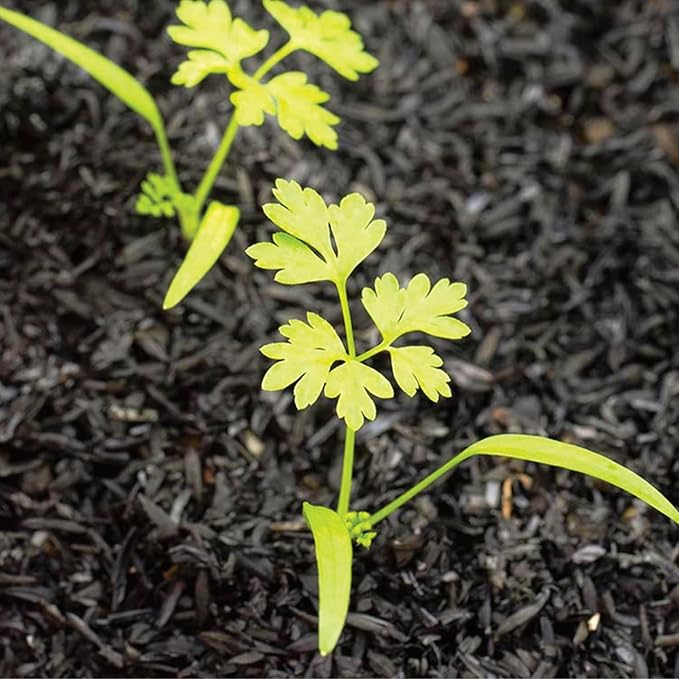 Seed Needs Chervil Seeds for Planting - Non-GMO, Heirloom & Untreated Annual Herbs - Grow an Indoor/Outdoor Garden Full of Culinary French Parsley (5 Packs)