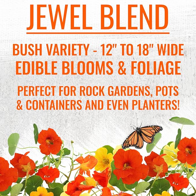 Seed Needs Nasturtium Seeds for Planting Edible Flowers - Collection Set of Jewel Blend & Double Gleam Nasturtiums to Attract Pollinators to a Butterfly Garden - Trailing and Bush Varieties (2 Packs)