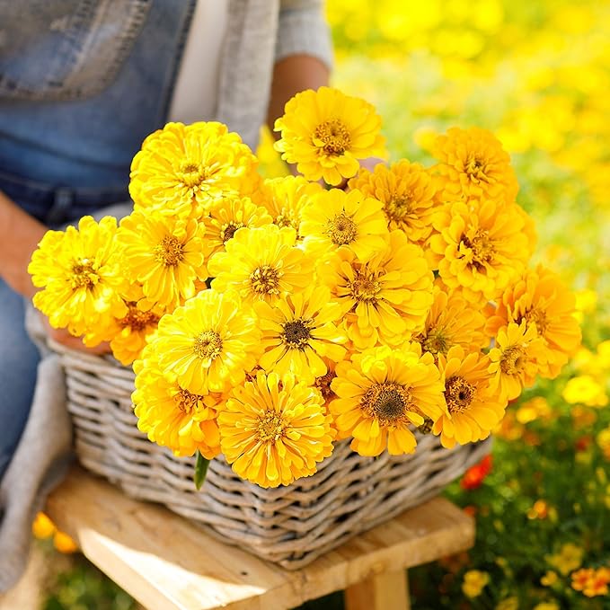 Eden Brothers Zinnia Seeds - Canary Bird, Non-GMO Seeds for Planting, 1 oz | Low-Maintenance Flower Seeds, Plant During Spring, Zones 3, 4, 5, 6, 7, 8, 9, 10