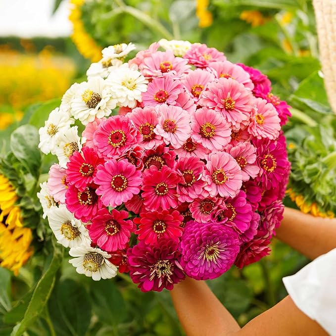 Eden Brothers Zinnia Seeds - Show Stopper Mix, Non-GMO Seeds for Planting, 1/4 lb | Low-Maintenance Flower Seeds, Plant During Spring, Zones 3, 4, 5, 6, 7, 8, 9, 10