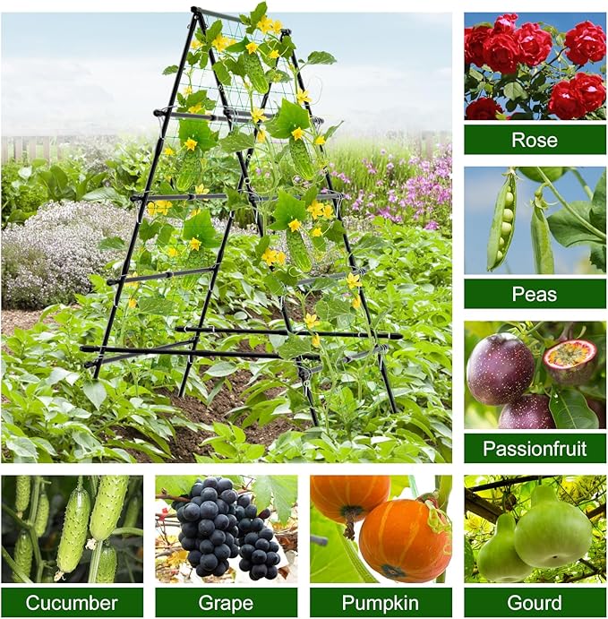 6ft Cucumber Trellis for Raised Bed, Garden Trellis for Climbing Plants Outdoor, A Frame Metal Trellis Support with Net for Vegetables Tomato Zucchini Squash Beans Peas Melons, Rose Flowers,Vines