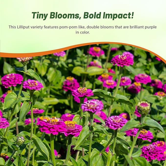Outsidepride Purple Lilliput Zinnia Seeds - 2000 Pieces Annual, Drought Tolerant Flower Seeds for Planting Outdoors w/Pom-Pom-Like Compact Double Blooms for Borders & Containers, Pollinator Friendly