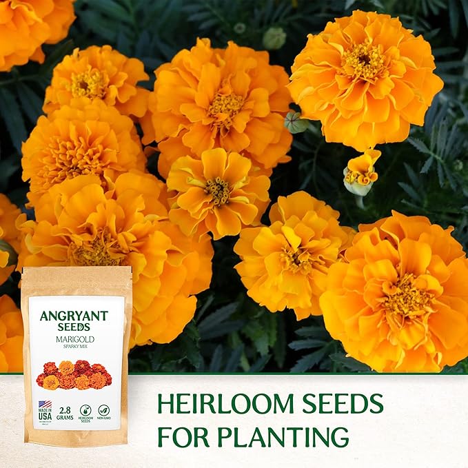 Marigold Sparky Mix Seeds - 999+ Heirloom Flower Seeds for Planting Indoors and Outdoors in Your Home Garden - Non GMO, USA Grown - Annual, Open Pollinated Wildflower Seeds Bulk for Companion Planting