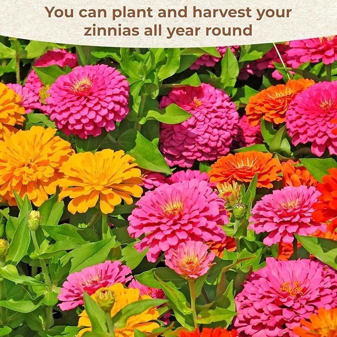 16000+ Zinnia Flower Seeds for 2026-7+ Color Mix, High Germination Rate, Perfect for Gardens, Mix Zinnia Wildflower Seeds, Mixed Colors and Large Blooms, Easy to Grow, Large 4 Ounce Packet