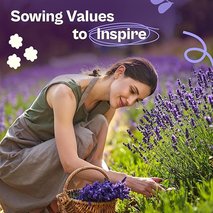 SVI 1500 English Lavender Seeds for Planting (Lavandula angustifolia) – Fragrant Perennial Lavender Flowers – Heirloom Herb Seeds for Borders, Herb Garden & Containers, Wildflower Meadows