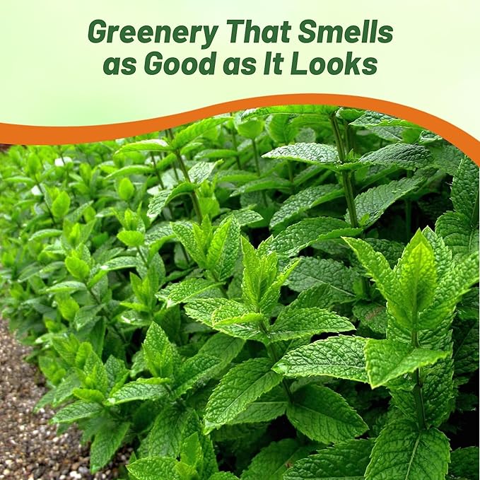 Outsidepride Peppermint Seeds for Planting - 1000 Pcs Perennial Compact Growth, Easy to Grow Herb Seeds w/Aromatic Foliage for Culinary Uses, Herbal Remedies & Wellness, Ideal for Container Gardening