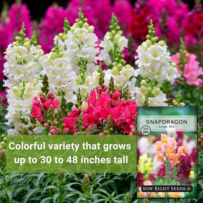 Sow Right Seeds - Large Mixed Snapdragon Flower Seeds for Planting - Non-GMO Heirloom Packet With Instructions to Grow - Fragrant Annual Flower Spikes in a Mix of Colors - Long-Lasting Blooms