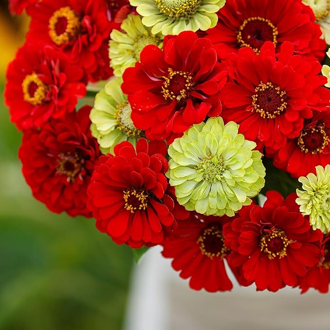 Eden Brothers Zinnia Seeds - Christmas in July Mix, Non-GMO Seeds for Planting, Packet | Low-Maintenance Flower Seeds, Plant During Spring, Zones 3, 4, 5, 6, 7, 8, 9, 10