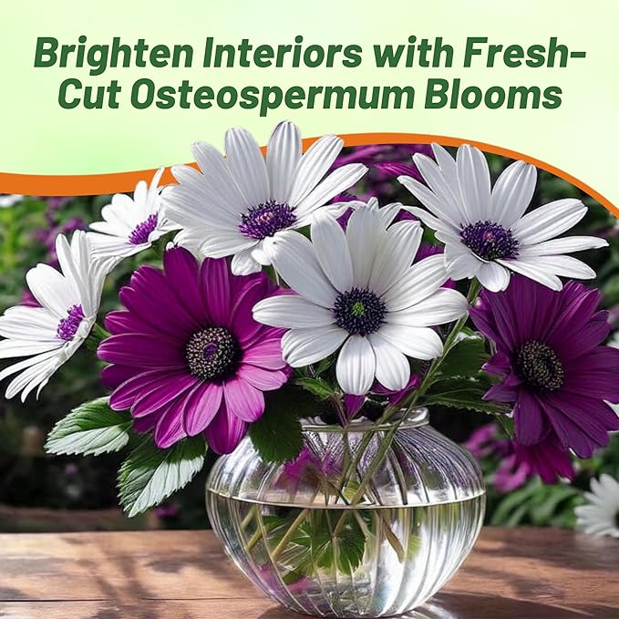 Outsidepride Akila Mix Osteospermum African Daisy Seeds - 10 Pcs. Perennial Flower Seeds for Planting Outdoors with Long-Lasting Blooms, Drought-Tolerant, Easy to Grow for Sunny Gardens & Borders