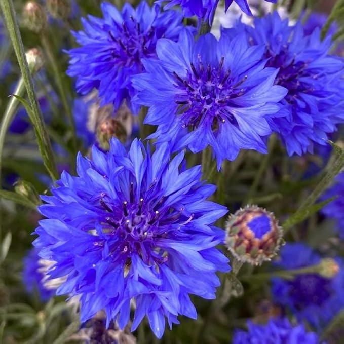 5500+ Mix Color Cornflower Seeds for Planting - Perennial Dwarf Bachelor Button Seeds for Home Garden Perennial Flowers Outdoor Indoor Garden