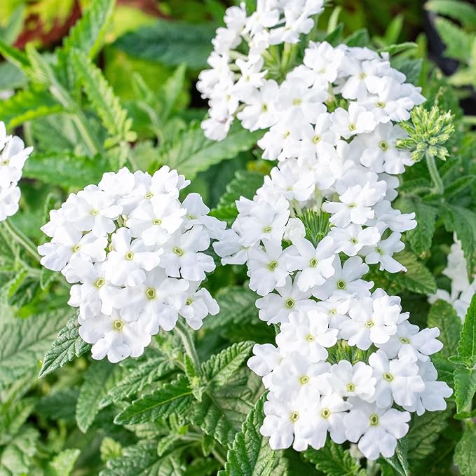 300+ Perennial Verbena Flower Seeds for Planting Outdoors -Verbena Flower Garden Seeds Non-GMO Heirloom