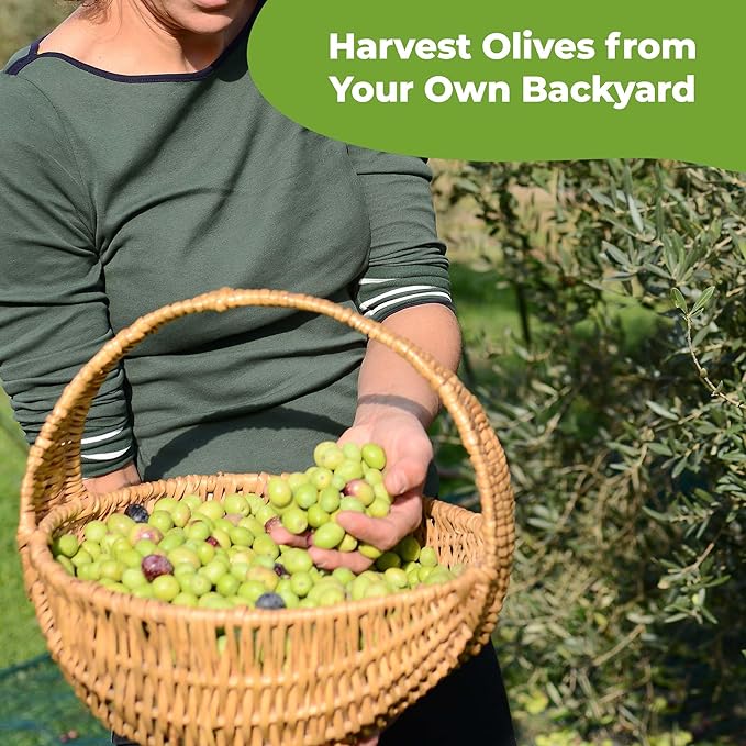 Liquid Olive Tree Fertilizer by Perfect Plants | Olive Plant Food for Real Indoor Trees or Outdoor Growing | High Level Nutrient Content to Boost Flowering & Fruit Production