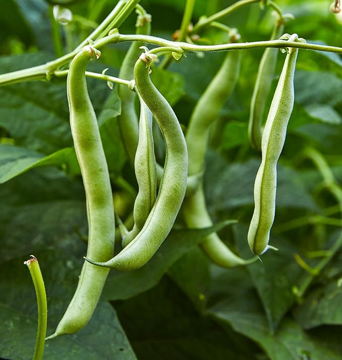 Burpee Blue Lake 274 Bush Bean Seeds 2 ounces of seed