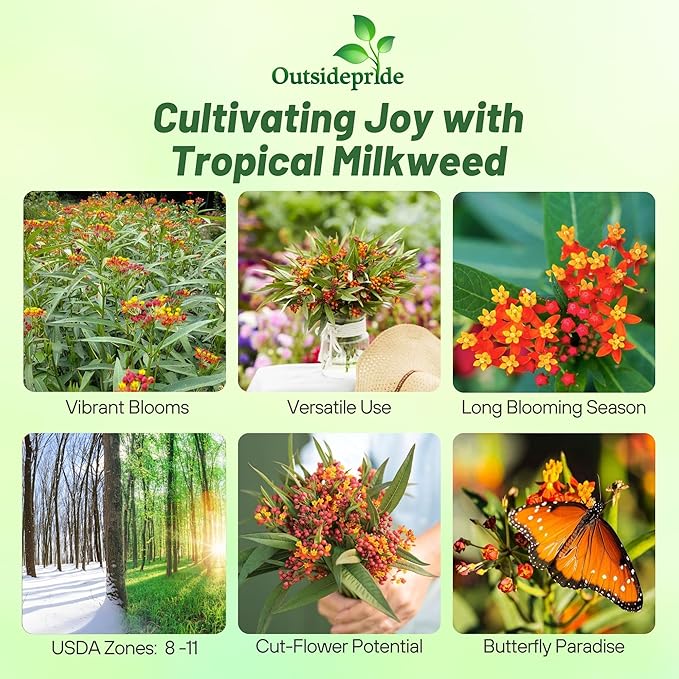 Outsidepride Tropical Milkweed Seeds - 2000 Pcs Perennial, Heat & Humid Tolerant, Pollinator-Friendly Wildflower Seeds, Ideal for Monarch Butterflies, Cut Flowers, Borders, or Meadows