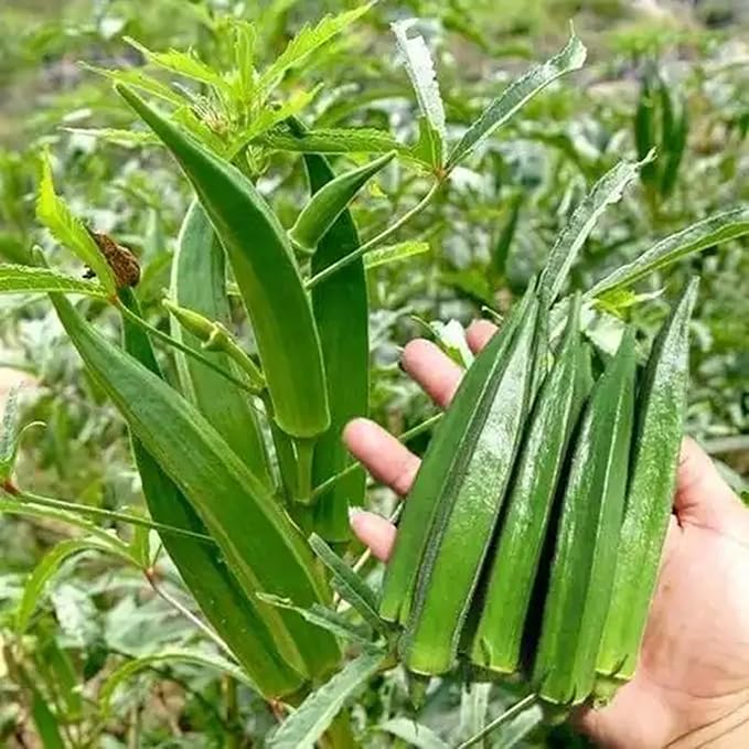 Mix Okra Seeds for Planting, 300pcs Non-GMO Heirloom Okra Vegetable Seeds, Vegetables Plants Fresh Food Plants Home Garden for Outdoors Indoors