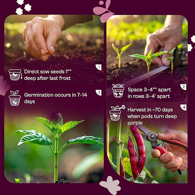 SVI 200 Mississippi Pinkeye Purplehull Pea Seeds (Vigna Unguiculata) – Cowpeas, Field Peas, Non GMO, Heirloom Seed, High Yield, Easy to Shell – Vegetable Seeds for Outdoor Garden