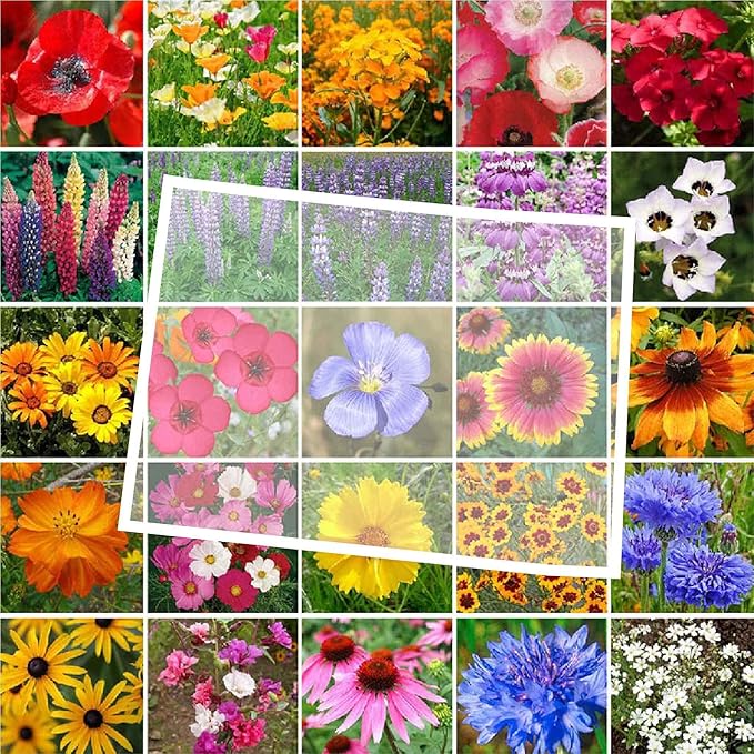Eden Brothers Colorado Wildflower Mixed Seeds for Planting, 1 oz, 30,000+ Seeds with Cornflower, Lupine | Attracts Pollinators, Plant in Spring or Fall, Zones