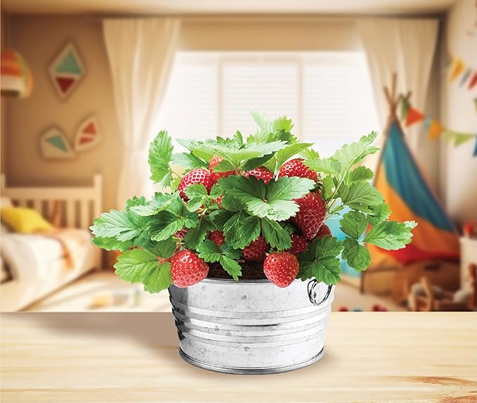 BUZZY Seeds Mini Basin Gardening Kit with Strawberry Seeds for Planting, Flowering Fruit Starter Set, Indoor Plants, DIY Plant Project, Party Favor