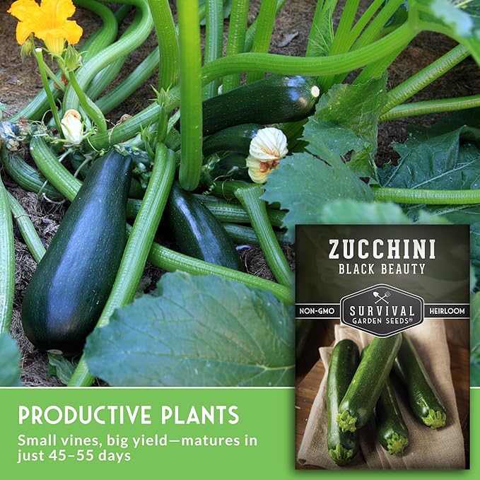 Survival Garden Seeds - Black Beauty Zucchini Seed for Planting - 1 Pack with Instructions to Plant & Grow Dark Green Summer Squash Plants in Your Home Vegetable Garden - Non-GMO Heirloom Variety