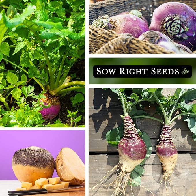 Sow Right Seeds - American Purple Top Rutabaga Seeds for Planting - Non-GMO Heirloom Packet with Instructions to Grow an Outdoor Home Vegetable Garden - Yellow Flesh Rutabaga - Sweet Root Crop (2)