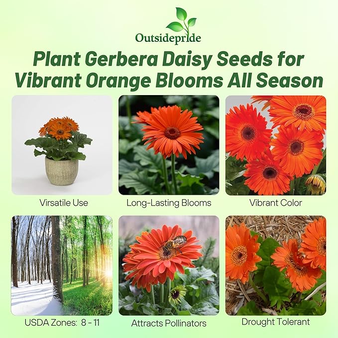 Outsidepride Pastel Orange Gerbera Seeds - 20 Pcs Perennial, Compact & Low Maintenance, Flower Seeds for Planting w/Vibrant Orange Blooms, Ideal for Garden Landscaping & Cut Flower Arrangements