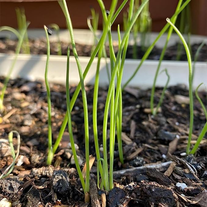 Seed Needs Onion Seeds for Planting White Sweet Spanish Long Day Onions - Non-GMO Heirloom & Untreated Vegetable Seeds to Plant an Outdoor Home Grown Veggie Garden (5 Packs)