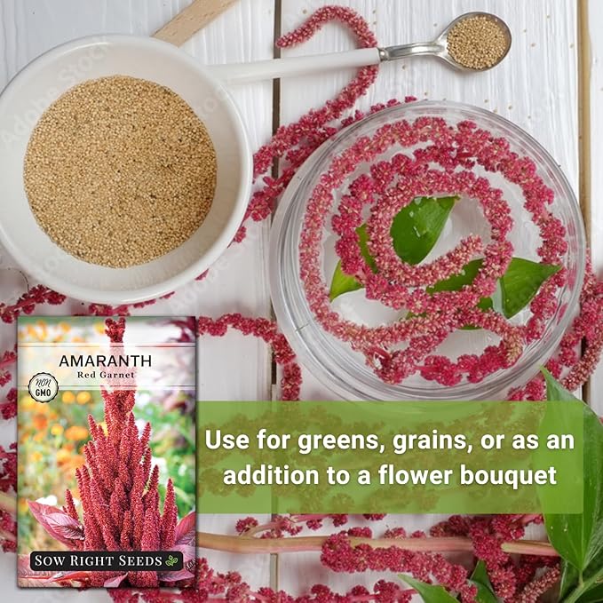 Sow Right Seeds - Red Garnet Amaranth Seeds for Planting - Non-GMO Heirloom Packet with Instructions to Plant & Grow an Outdoor Home Vegetable Garden - Colorful & Unique - Trailing Variety (1)