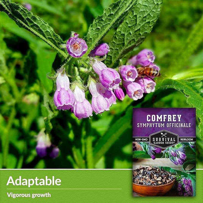 Comfrey Seeds for Planting - Symphytum Officinale Medicinal Perennial Herb for Compost Tea & Natural Skincare - True Slippery Root Non-GMO Heirloom - Survival Garden Seeds (1 Pack)