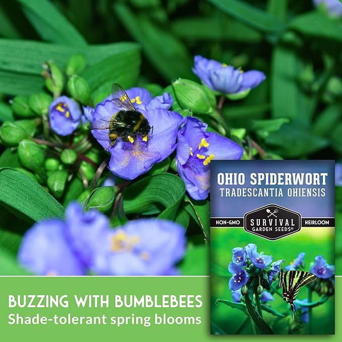 Survival Garden Seeds - Ohio Spiderwort (Tradescantia ohiensis) | Blue Three-Petaled Blooms | Shade Tolerant Native Plant | North American Wildflower - 1 Pack