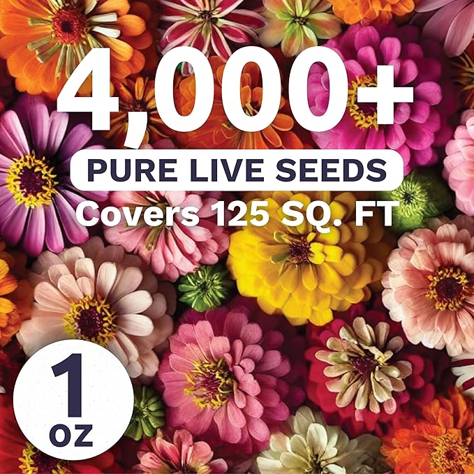 Zinnia Crazy Blend - Large 1 Ounce Packet - 4,000 Flower Seeds for Planting - Zinnia elegans