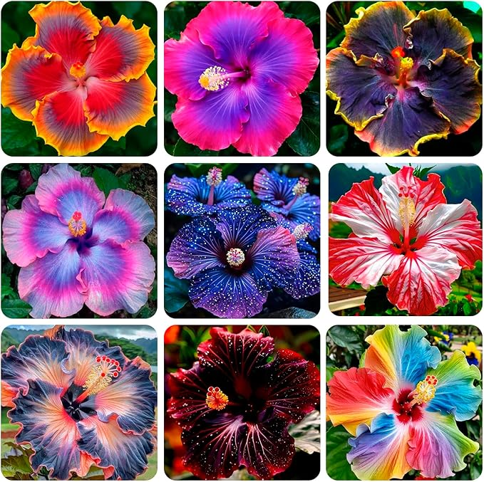100+Giant Hibiscus Seeds for Planting Outdoor- Perennial Rare Non-GMO Heirloom Flowers Plant for Your Flourishing Garden Home