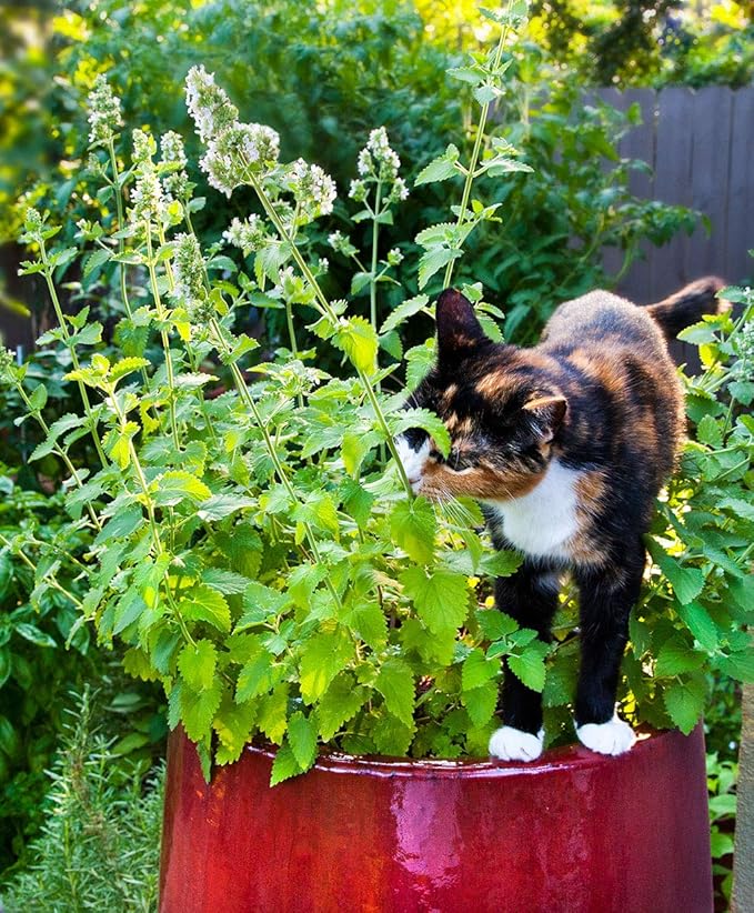 Gaea's Blessing Seeds - Catnip Seeds - Non-GMO Heirloom Seeds Nepata Cataria Open-Pollinated - with Easy to Follow Instructions - 90% Germination Rate Net Wt. 1.1g (Pack of 2)